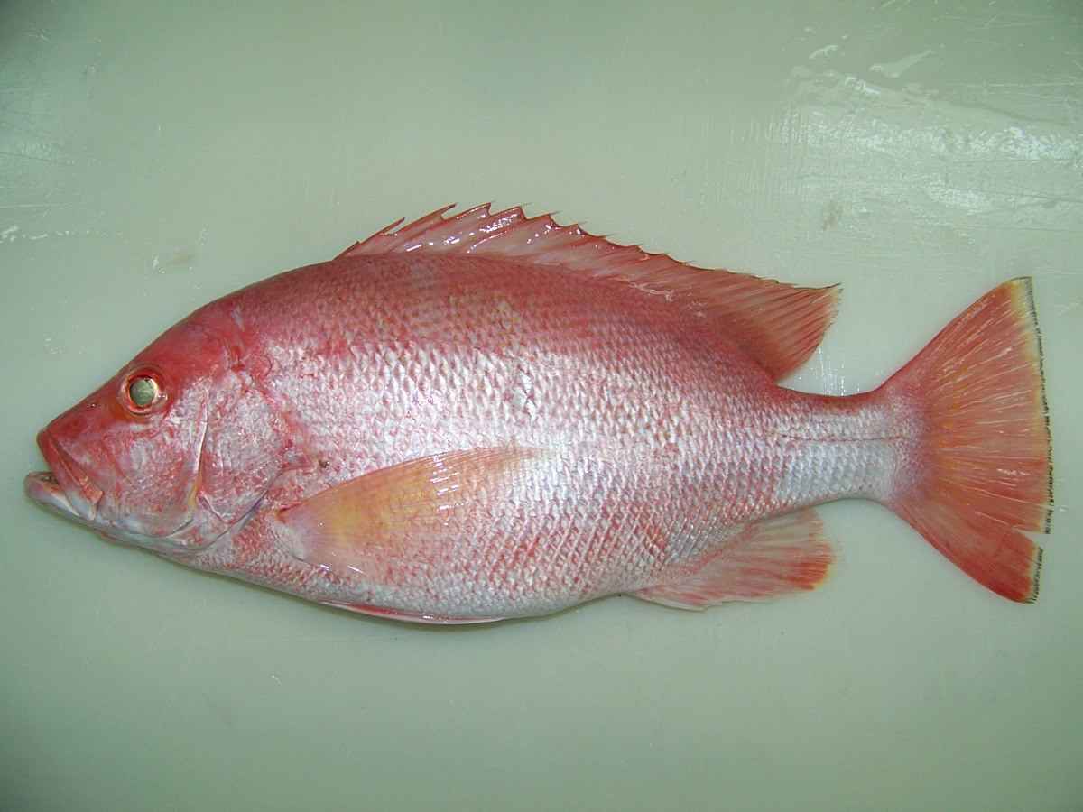 red-snapper-pt-era-mandiri-cemerlang